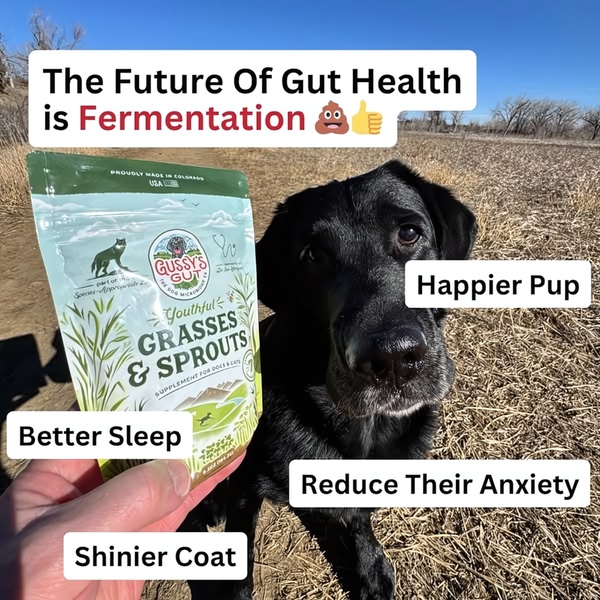 A static 1:1 image featuring a hand holding a supplement pouch next to a dog, using text overlays to quickly list core pet health benefits.